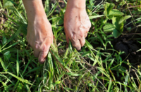 Caring for Your Lawn as Fall Approaches with Broadleaf Weed Control
