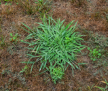 The Key to a Blooming Yard: Why You Should Start Lawn Fertilization and Crabgrass Control in March