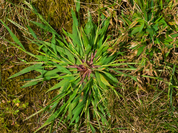 Get Ready for Crabgrass Season