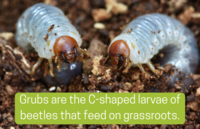 Why Your Lawn Needs Grub Control in July