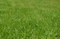 Treating Bare Spots in Your Lawn after Winter