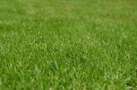 Treating Bare Spots in Your Lawn after Winter