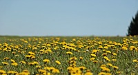 How to Identify Common Garden Weeds