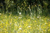 Controlling Common Weeds in Your Garden