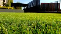 Questions to Ask Before Hiring Professional Lawn Care in Livingston County