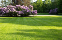 Are You Ready for Spring Lawn Care?