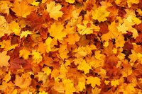 Autumn Lawn Preparation—Lawn Care Tips for the Fall Season!