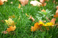 How to Prepare Your Lawn for the Off Season