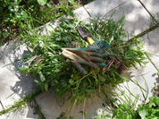 How to Get Rid of Pesky Broadleaf Weeds for Good