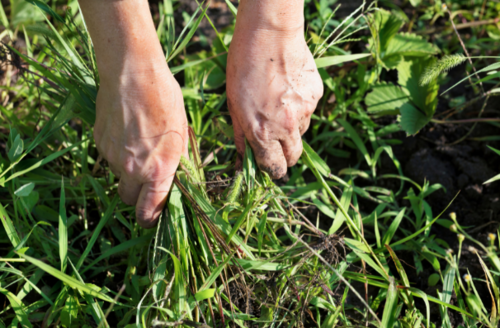 broadleaf weed control howell