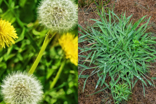 Professional Lawn Care Livingston County, Livingston County Professional Lawn Care