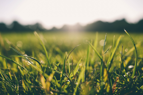 A close-up photo of luscious grass, fertilized near Brighton by Ever So Green.