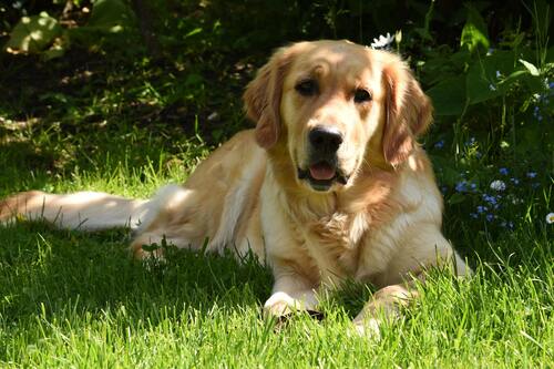 A photo of a happy dog laying in beautiful green grass, representing the result of South Lyon lawn fertilization.