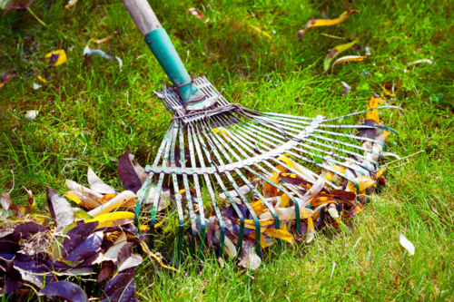 A photo of a rake raking leaves in a yard, representing Ever So Green's autumn winterization and fertilization services.