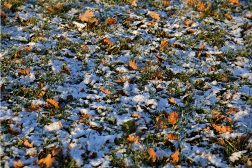 A photo of grass covered in snow and leaves. Livingston County lawn care companies give tips on how to keep your lawn healthy during this time of year.