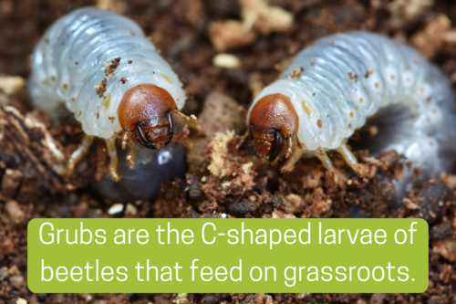 Two grubs in the dirt with the caption "Grubs are the C-shaped larvae of beetles that feed on grassroots."