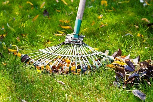 Photo of a green lawn in autumn with fallen leaves being raked.