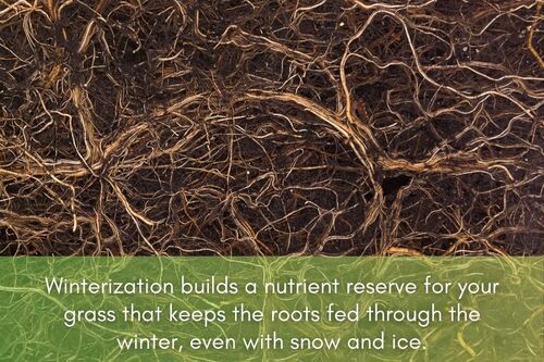 Photo of grass roots that says, "Winterization builds a nutrient reserve for your grass that keeps the roots fed through the winter, even with snow and ice."