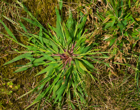 Crabgrass Control