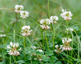 Broadleaf Weed Control